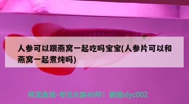 最好的紅龍魚專用燈是哪種燈：紅龍魚專用燈品牌對比,