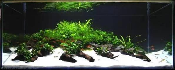 大魚缸水草修剪技巧視頻：水草修剪技巧