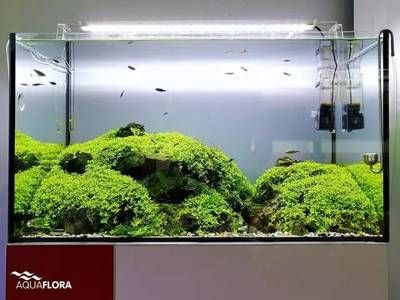 大魚缸水草修剪技巧視頻：水草修剪技巧