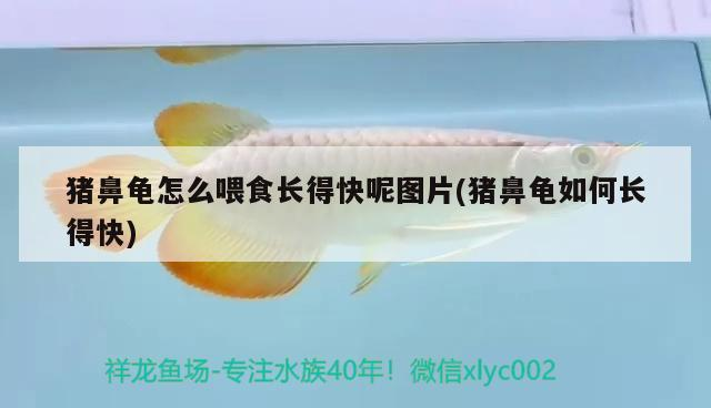 豬鼻龜怎么喂食長(zhǎng)得快呢圖片(豬鼻龜如何長(zhǎng)得快)