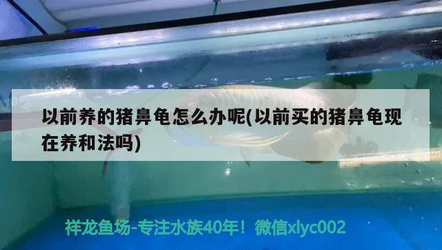 以前養的豬鼻龜怎么辦呢(以前買的豬鼻龜現在養和法嗎)