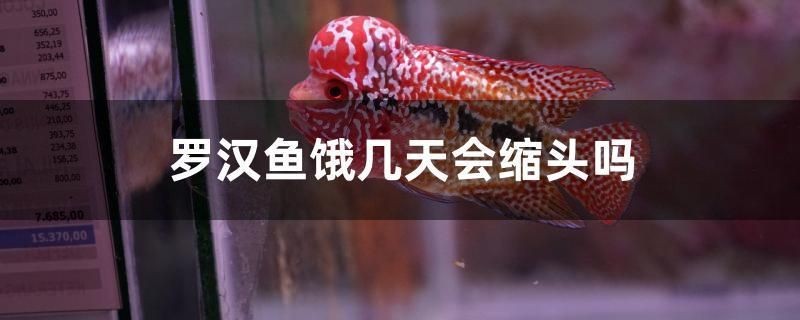 羅漢魚餓幾天會縮頭嗎