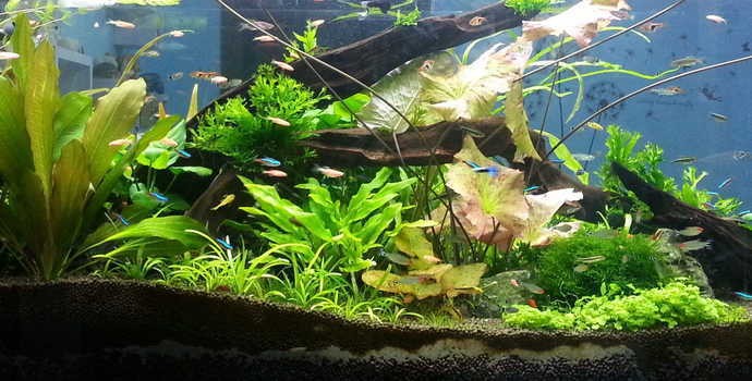 沿河縣和平鎮新創水族（沿河縣和平鎮新創水族館電話）