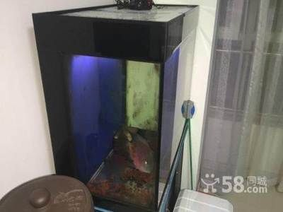 定做的魚缸和買的魚缸有什么不同之處：定做的魚缸和買的魚缸有什么區別