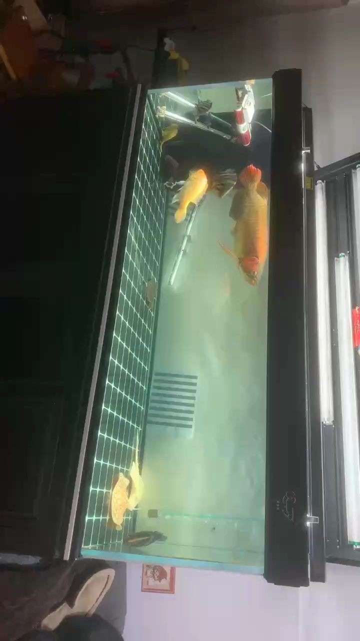 森森底濾魚缸過濾怎么樣：森森底濾魚缸的過濾效果如何