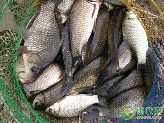 如何防治印尼小紅龍魚出血病：印尼小紅龍魚出血病怎么辦