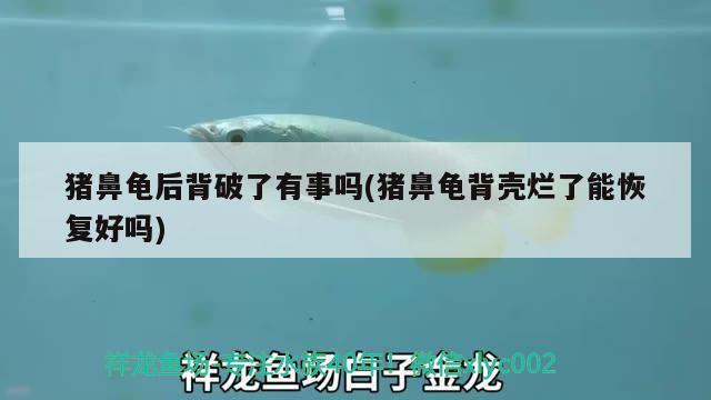 龍魚干蝦有營養嗎 豬鼻龜后背破了有事嗎(豬鼻龜背殼爛了能恢復好嗎) 豬鼻龜百科 豬鼻龜后背破了有事嗎(豬鼻龜背殼爛了能恢復好嗎) 豬鼻龜后背破了有事嗎(豬鼻龜背殼爛了能恢復好嗎) 豬鼻龜百科