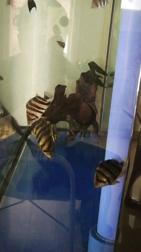 虎將虎魚圈 虎將虎魚圈 虎魚百科 第1張