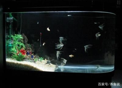 不養(yǎng)魚了魚缸怎么處理掉：不養(yǎng)魚了的魚缸處理方法