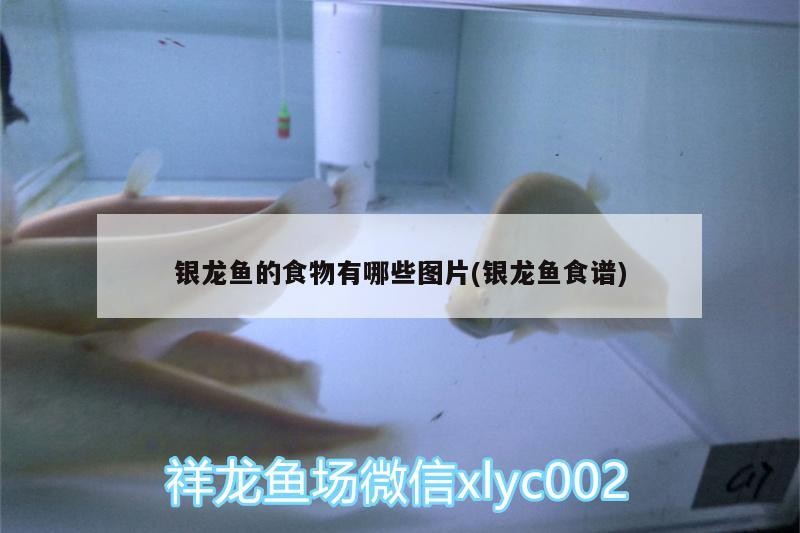 銀龍魚的食物有哪些圖片(銀龍魚食譜)