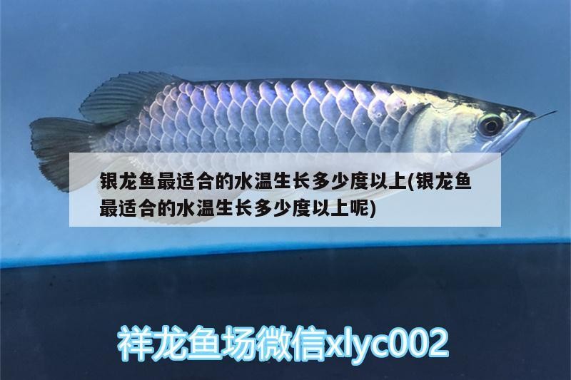 銀龍魚最適合的水溫生長多少度以上(銀龍魚最適合的水溫生長多少度以上呢) 銀龍魚最適合的水溫生長多少度以上(銀龍魚最適合的水溫生長多少度以上呢) 銀龍魚百科
