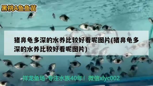 豬鼻龜多深的水養比較好看呢圖片(豬鼻龜多深的水養比較好看呢圖片)