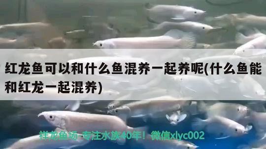 龍魚充血會自愈嗎,龍魚充血會自愈嗎龍魚充血后多久會恢復(fù)健康問題 龍魚百科 第1張 龍魚充血會自愈嗎,龍魚充血會自愈嗎龍魚充血后多久會恢復(fù)健康問題 龍魚充血會自愈嗎,龍魚充血會自愈嗎龍魚充血后多久會恢復(fù)健康問題 龍魚百科 第1張