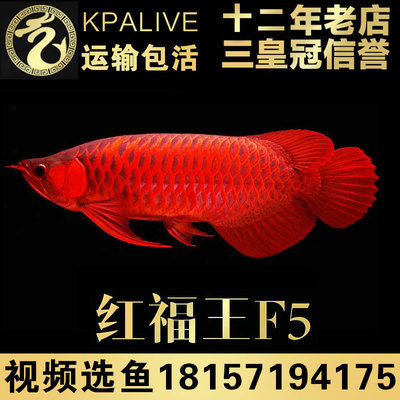普通精品賽級紅龍魚多少錢一只