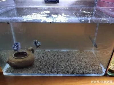 帶氧氣的魚缸怎么換水：帶氧氣的魚缸換水基本步驟和注意事項和注意事項 帶氧氣的魚缸怎么換水：帶氧氣的魚缸換水基本步驟和注意事項和注意事項 魚缸百科 第3張
