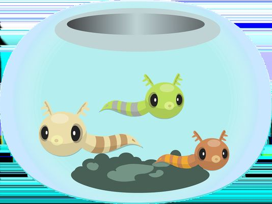 金龍魚與紅龍魚哪個貴：金龍魚和紅龍魚的價格