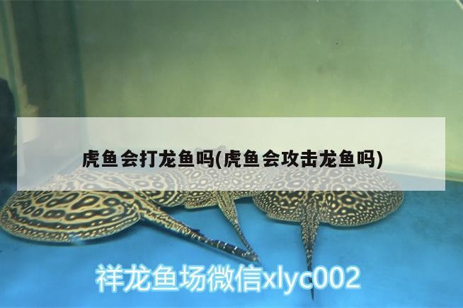 虎魚會打龍魚嗎(虎魚會攻擊龍魚嗎)