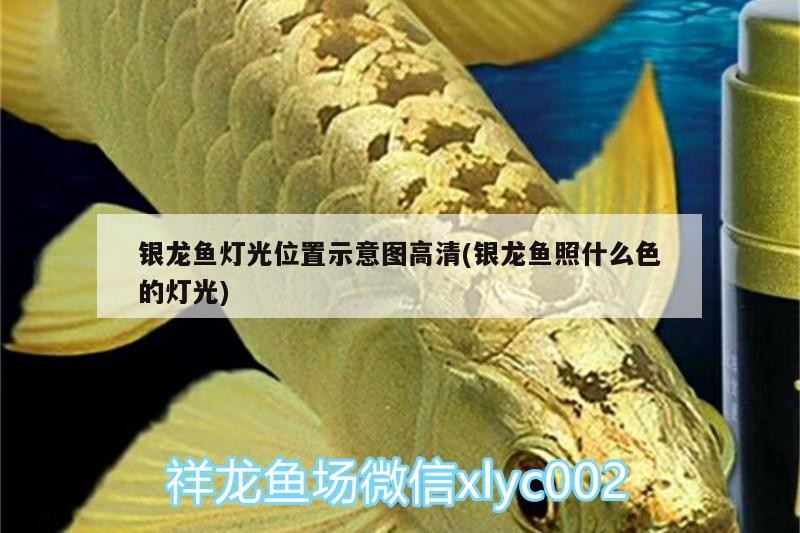 銀龍魚燈光位置示意圖高清(銀龍魚照什么色的燈光)