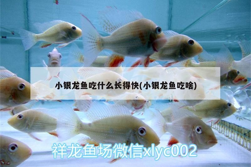 小銀龍魚吃什么長得快(小銀龍魚吃啥) 小銀龍魚吃什么長得快(小銀龍魚吃啥) 銀龍魚百科
