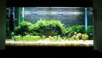 不用換水的生態(tài)魚缸的制作方法：不用換水的生態(tài)魚缸怎么做？