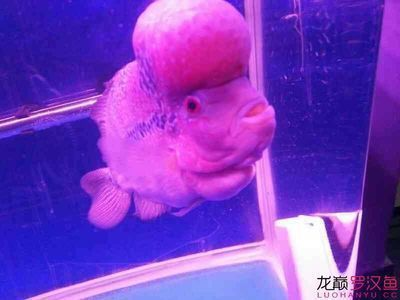 福魟魟魚腸炎的早期癥狀，福[需手動填充][需手動填充][需手動填充]魚腸炎的早期癥狀主要包括以下幾個方面 福魟魟魚腸炎的早期癥狀，福[需手動填充][需手動填充][需手動填充]魚腸炎的早期癥狀主要包括以下幾個方面 魟魚百科 第5張