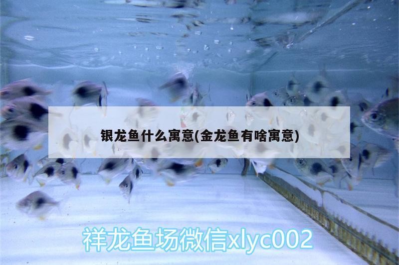 銀龍魚什么寓意(金龍魚有啥寓意)