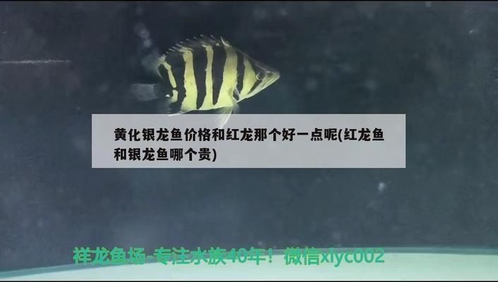 銀龍魚和紅龍魚哪個貴一些：探討銀龍魚和紅龍魚哪個更昂貴，紅龍魚價格波動受哪些因素影響 銀龍魚和紅龍魚哪個貴一些：探討銀龍魚和紅龍魚哪個更昂貴，紅龍魚價格波動受哪些因素影響 紅龍魚百科 第1張