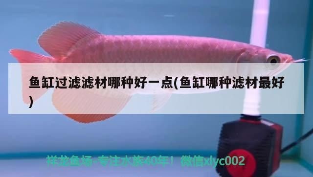 銀龍魚和紅龍魚哪個貴一些：探討銀龍魚和紅龍魚哪個更昂貴，紅龍魚價格波動受哪些因素影響 銀龍魚和紅龍魚哪個貴一些：探討銀龍魚和紅龍魚哪個更昂貴，紅龍魚價格波動受哪些因素影響 紅龍魚百科 第3張