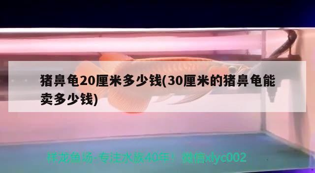 豬鼻龜20厘米多少錢(30厘米的豬鼻龜能賣多少錢)