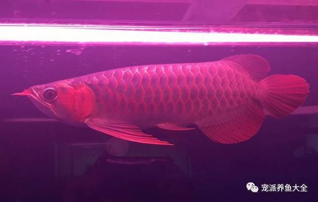 魚友對泗水龍魚的評價