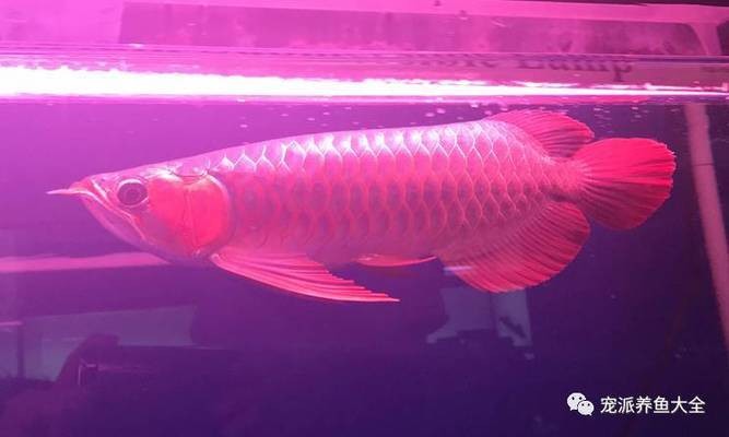 魚友對泗水龍魚的評價