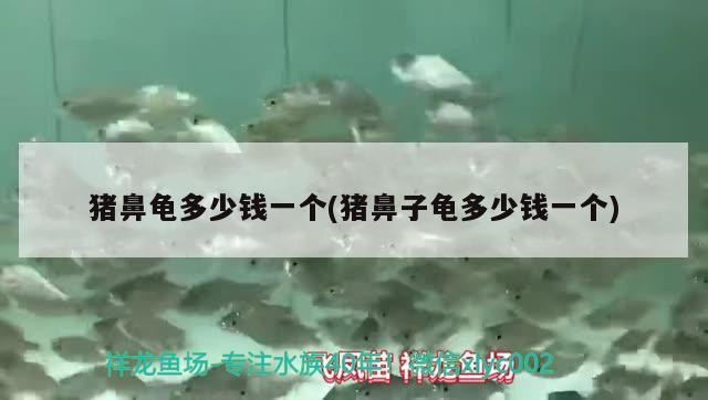 豬鼻龜多少錢一個(豬鼻子龜多少錢一個) 豬鼻龜多少錢一個(豬鼻子龜多少錢一個) 豬鼻龜百科 第2張