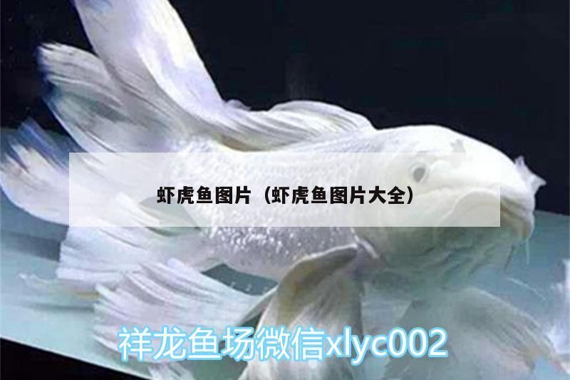 蝦虎魚圖片（蝦虎魚圖片大全）