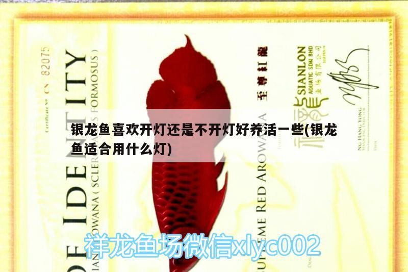銀龍魚喜歡開燈還是不開燈好養活一些(銀龍魚適合用什么燈)