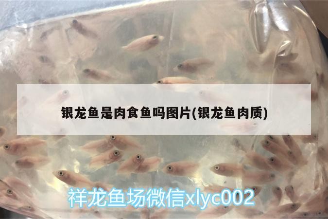 銀龍魚是肉食魚嗎圖片(銀龍魚肉質(zhì))