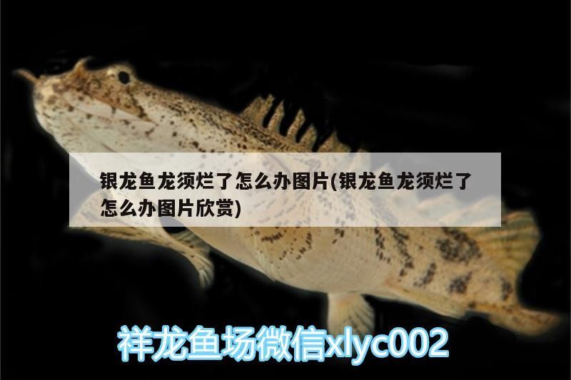 銀龍魚龍須爛了怎么辦圖片(銀龍魚龍須爛了怎么辦圖片欣賞)