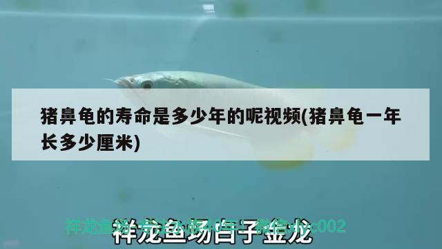 紅龍魚用黃燈烤有用嗎 豬鼻龜的壽命是多少年的呢視頻(豬鼻龜一年長多少厘米) 豬鼻龜百科 豬鼻龜的壽命是多少年的呢視頻(豬鼻龜一年長多少厘米) 豬鼻龜的壽命是多少年的呢視頻(豬鼻龜一年長多少厘米) 豬鼻龜百科