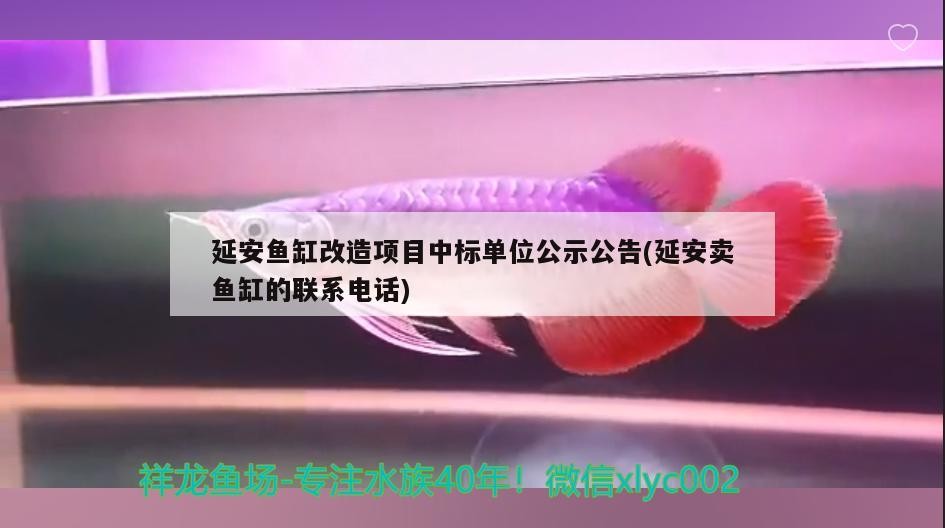 延安魚(yú)缸改造項(xiàng)目中標(biāo)單位公示公告(延安賣魚(yú)缸的聯(lián)系電話)