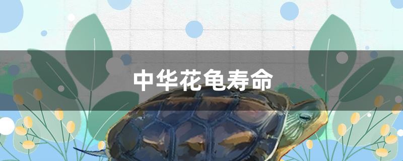 中華花龜壽命是多長(zhǎng)