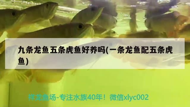 九條龍魚五條虎魚好養嗎(一條龍魚配五條虎魚)