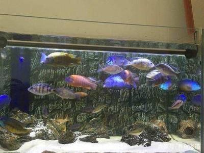 大魚缸能養(yǎng)小魚嗎