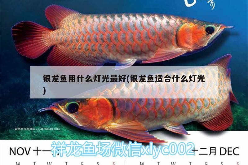 銀龍魚(yú)用什么燈光最好(銀龍魚(yú)適合什么燈光)