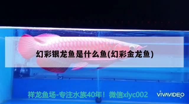 銀龍魚用什么燈光最好(銀龍魚適合什么燈光)