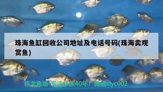 珠海魚缸回收公司地址及電話號碼(珠海賣觀賞魚) 珠海魚缸回收公司地址及電話號碼(珠海賣觀賞魚) 魟魚百科