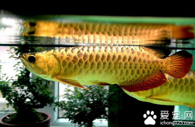 金龍魚要吃什么