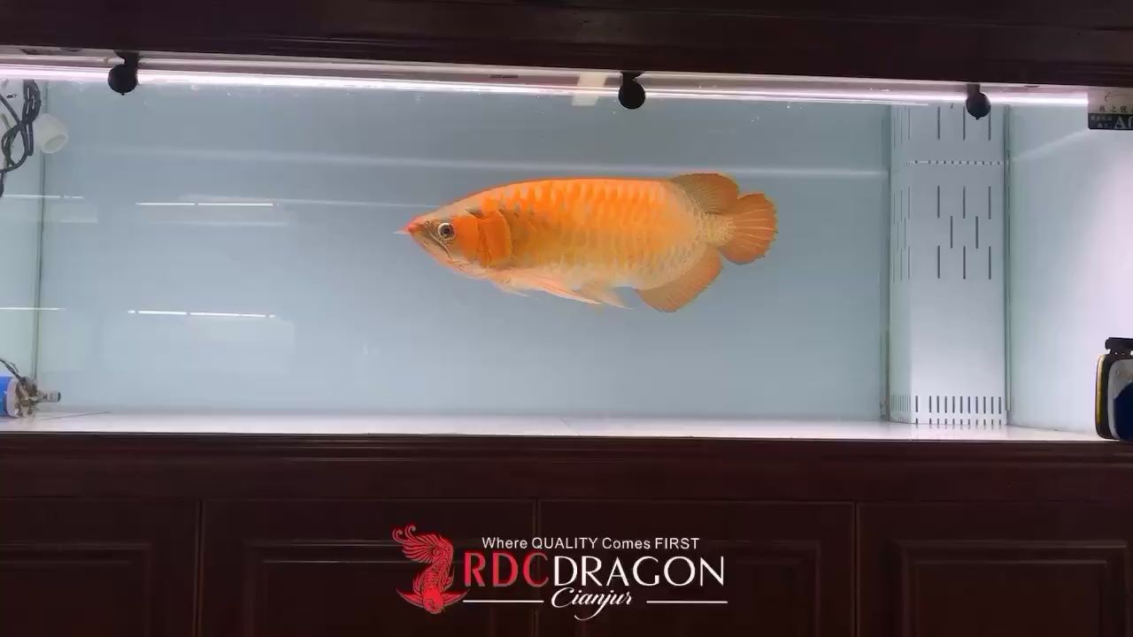 優雅