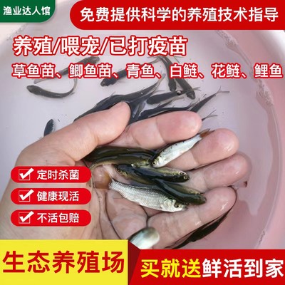 龍魚十大名牌 龍魚十大名牌 龍魚百科 第4張