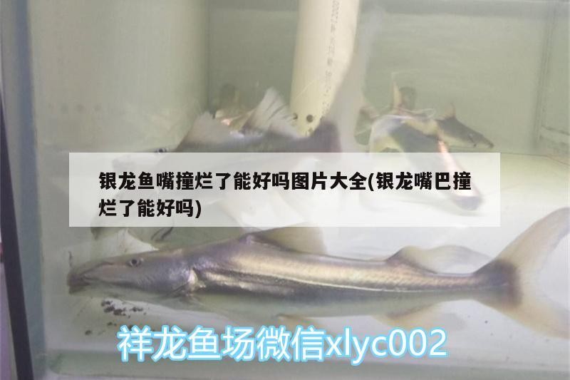 銀龍魚(yú)嘴撞爛了能好嗎圖片大全(銀龍嘴巴撞爛了能好嗎) 銀龍魚(yú)嘴撞爛了能好嗎圖片大全(銀龍嘴巴撞爛了能好嗎) 銀龍魚(yú)百科