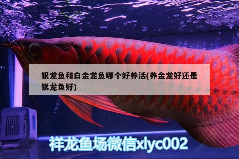 銀龍魚和白金龍魚哪個好養活(養金龍好還是銀龍魚好)