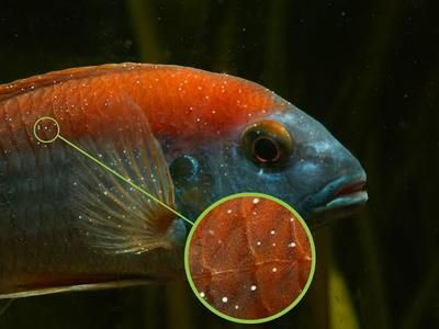 白點(diǎn)病的魚缸能養(yǎng)魚嗎：白點(diǎn)病的傳播途徑